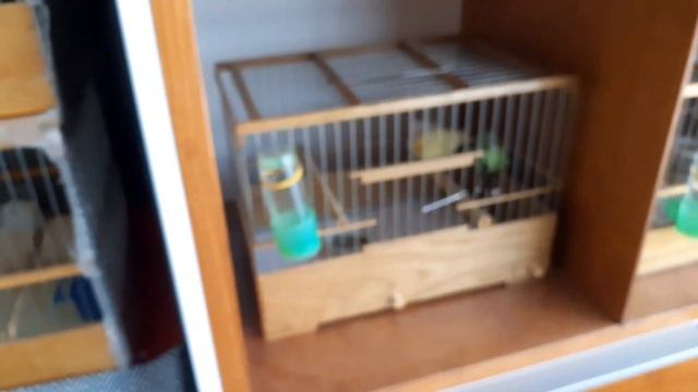 Содержание и разведение канареек. Кормление. смотреть онлайн