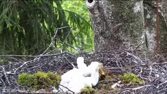Must-toonekurg2 | Four babies in food coma after human fooding | June 03, 2022 смотреть онлайн