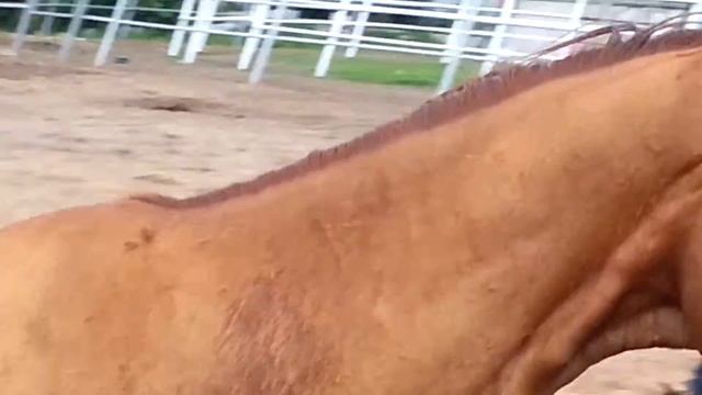 ООО "Ахалтекинец" Продажа лошадей ахалтекинской породы. LLC "Akhalteke" Horses for sale Akhal-Teke смотреть онлайн