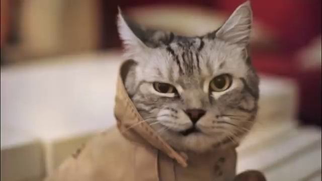 КАК ПОНЯТЬ ЯЗЫК КОШЕК  HOW TO UNDERSTAND THE LANGUAGE OF CATS