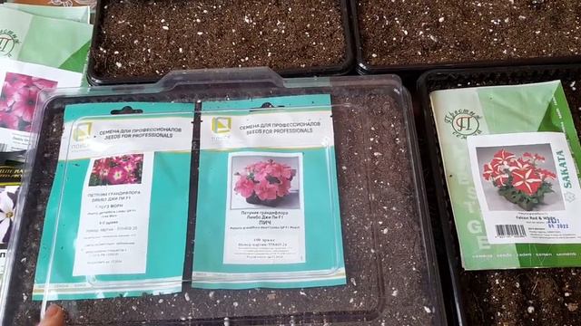 Кустовая петуния ! Посев .🌷🌷🌷 смотреть онлайн