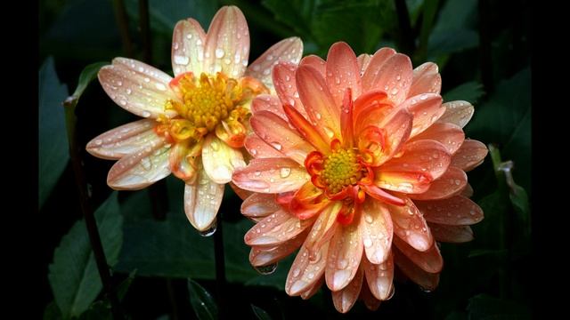 Харе Кришна - Маха мантра