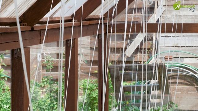 Пасынкование томатов. ФОРМИРУЕМ ТОМАТЫ В 1, 2 И 3 СТВОЛА смотреть онлайн