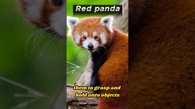 The Most Fascinating Facts About Red Pandas смотреть онлайн