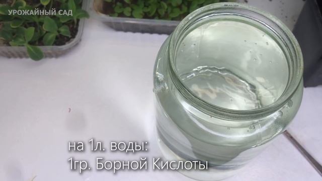 Декабрист с Роду Так Не Цвел! Подлил То 1 Колпачок! Мощная Подкормка Декабриста. смотреть онлайн