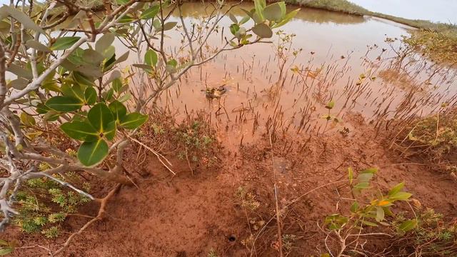 GIANT MUD CRAB - Catch and Cook - SOLO CAMPING No Food Alone Out Bush смотреть онлайн