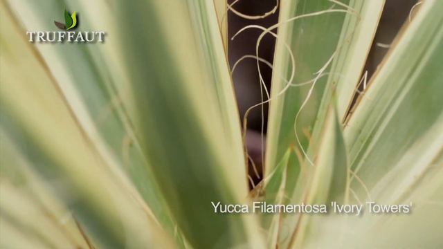 Yucca d'extérieur Ivory Towers : plantation et entretien - Truffaut смотреть онлайн