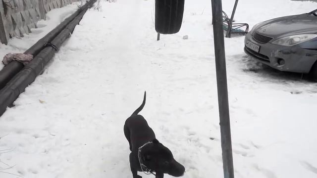 Совет воспитания питбуля смотреть онлайн