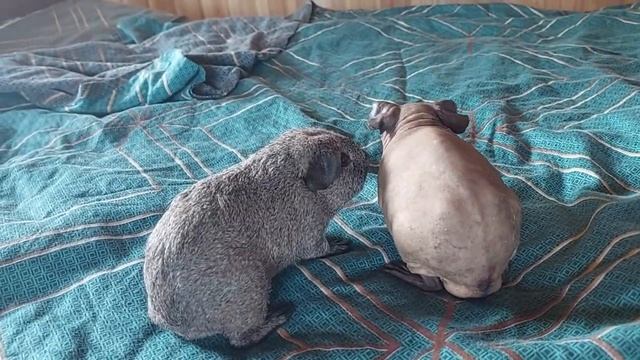 Болдуин и серебристый соболь. Морские свинки. смотреть онлайн