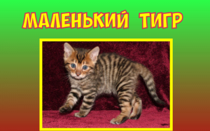 Маленький тигр. Сказка.Г.М.Цыферов