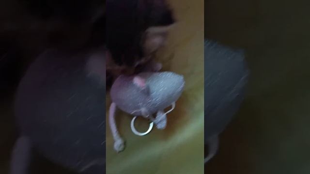 Будущий крысолов котенок душит крысу (игрушечную) смотреть онлайн
