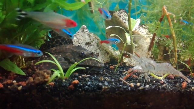 Мои креветки макробрахиумы/ Хищные креветки макробрахиумы смотреть онлайн