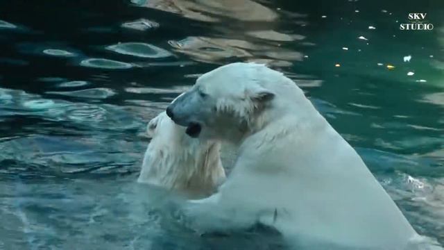 Шоу белых медведей 🐻❄️/ Polar Bear Show смотреть онлайн
