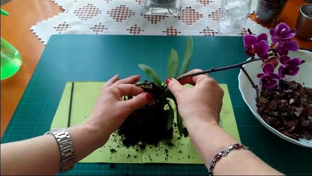 Мини орхидеи, пересадка/ Как пересадить орхидею/Mini orquídeas/ Жизнь в Испании смотреть онлайн