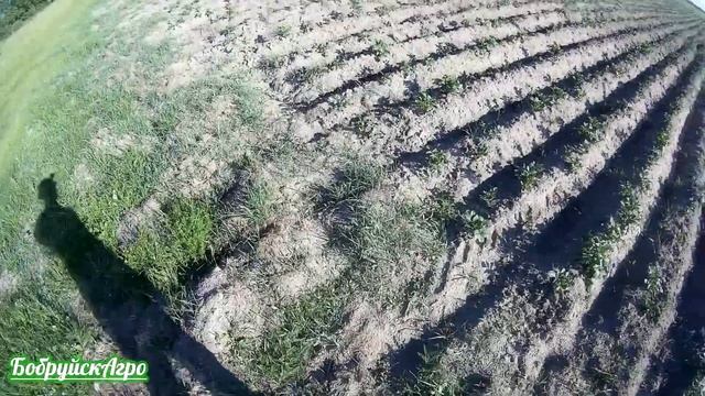 Опять в поле, опять окучиваю картофель. смотреть онлайн