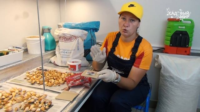 Гремучая смесь от крыс и мышей. Мышки навсегда уйдут из вашего садового домика. смотреть онлайн