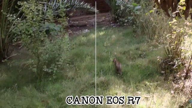 Go Pro Hero 11 Vs Canno Eos R7 Camera Review смотреть онлайн