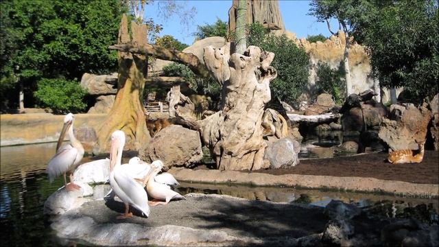 Bioparc - Valencia, Spain смотреть онлайн