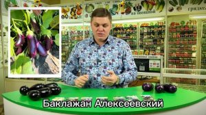 102. Удивительные баклажаны без  горечи