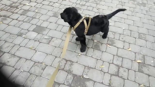 Гуляю с собакой смотреть онлайн