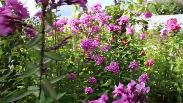 Флокс Кпафтпротз смотреть онлайн