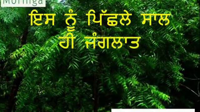 Benefits Of SohanjnaTree | Moringa ਸੁਹੰਜਨੇ ਦੇ ਲਾਭ | ਜਰੂਰ ਸੁਣਿਉ смотреть онлайн