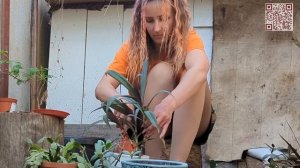 Transplant flowers into new pots. Make the earth