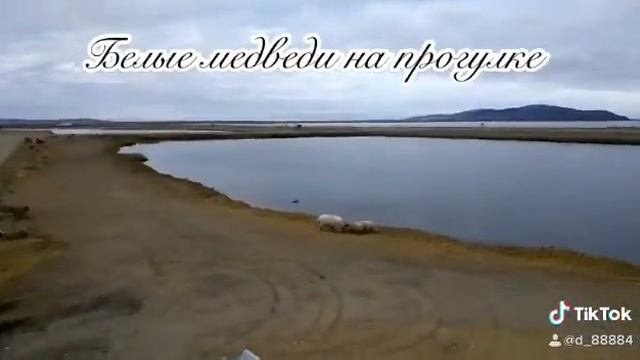 Чукотка Белые медведи смотреть онлайн