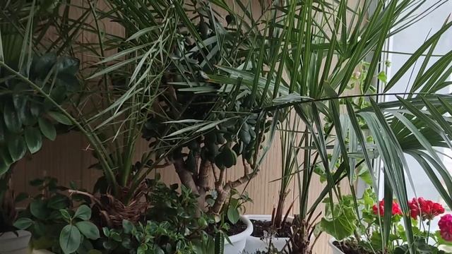 Денежное дерево, 29 лет смотреть онлайн