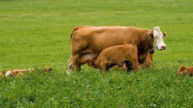 Голоса домашних животных.Pet voices. смотреть онлайн