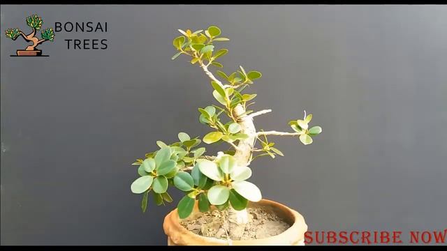 Ficus Microcarpa,Green Island Ficus,  Review,Part 1,List B,Bonsai Trees,date:10 Jan 2019