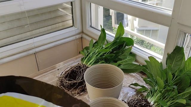 Срочная Пересадка Спатифиллума в Ноябре