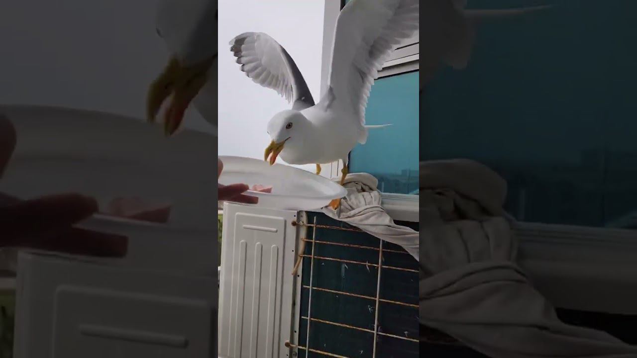 Одомашненная "Аквамариновская" чайка #shotrs #севастополь #февраль2024 смотреть онлайн