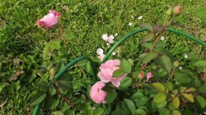 Розы в Подмосковье. The Alnwick Rose (David Austin)