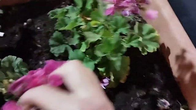 🚶♀️Geranios En La Fiesta