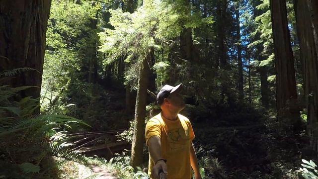 ОС #189 / САМЫЕ БОЛЬШИЕ ДЕРЕВЬЯ В МИРЕ / Национальный парк "Редвуд", Калифорния, США смотреть онлайн