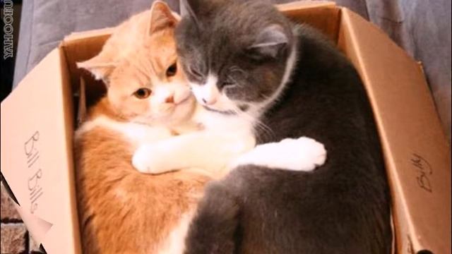 Почему кошки любят картонные коробки Приколы с котами Факты о кошках смотреть онлайн