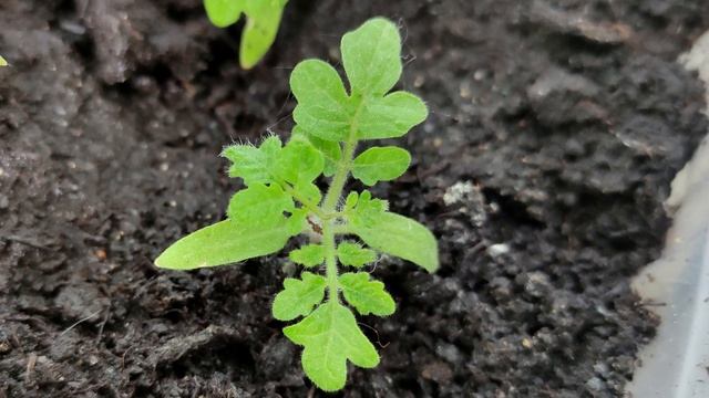 Рассада толстеет на глазах! Подкормка для рассады томатов, перца и огурцов! смотреть онлайн