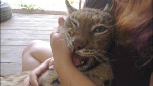 Ласкаем рысь, кусаем рысь, играем с рысью!