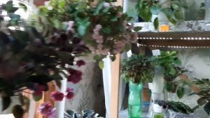 Трейлерные фиалки, фиалки в Одессе /ампельные фиалки.