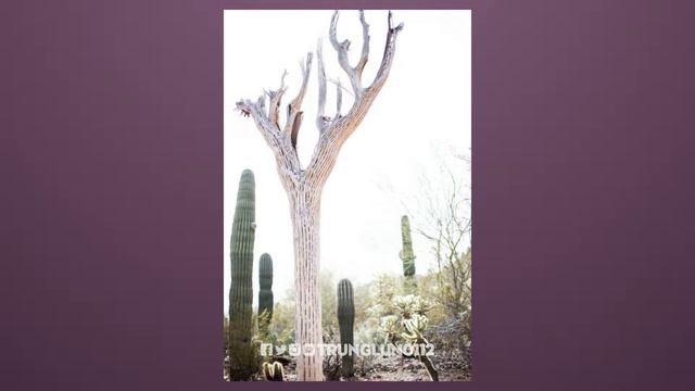 Facts - Xương Rồng SAGUARO, Xương Rồng LỚN NHẤT Nước MỸ
