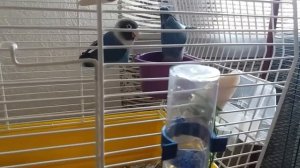 Приручаем попугайчиков неразлучников! 1.часть