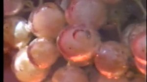 Узбекский виноград.wmv