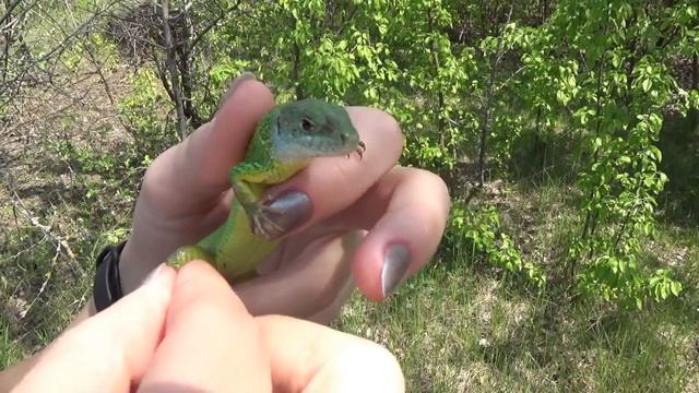 Живодерство?! Или "как помочь ящерице" + меховая бабочка. смотреть онлайн