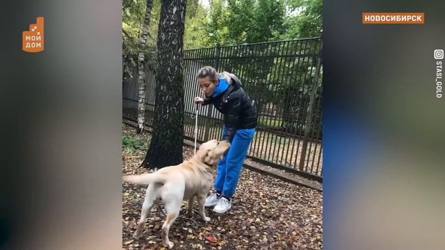 КАК НЕЗРЯЧАЯ ДЕВУШКА С СОБАКОЙ-ПОВОДЫРЕМ СТАЛИ ГЕРОЯМИ СОЦСЕТЕЙ смотреть онлайн