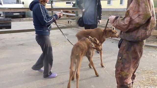 Лосяши смотреть онлайн