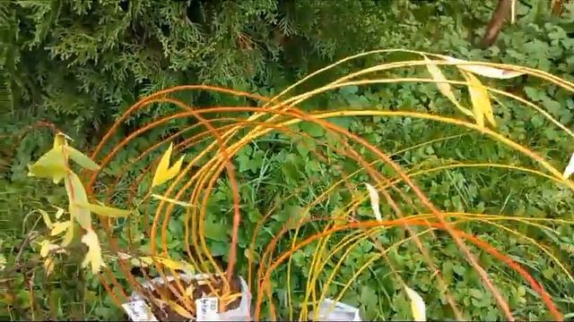 Отзыв от покупателя. Саженцы сортовой ивы из питомника ТВЕРСКАЯ ИВА. смотреть онлайн