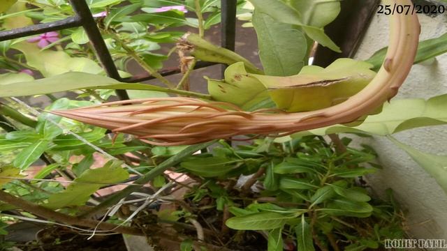 || BRAHMA KAMAL || BRYOPHYLLUM || смотреть онлайн