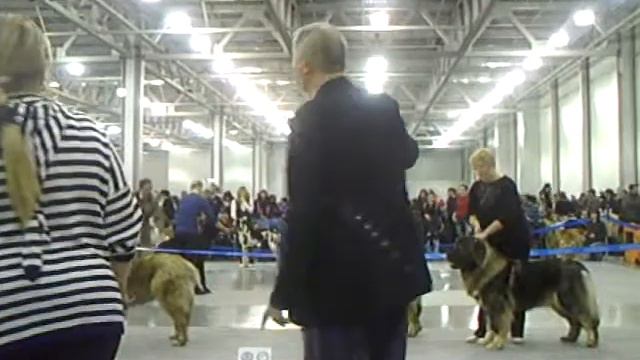 Евразия-2011 26 марта - кавказские овчарки смотреть онлайн
