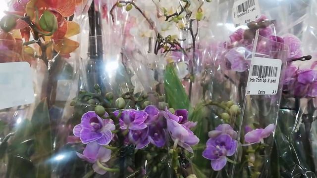 #jmp #Светлена #Канчура
Новый завоз Фаленопсисов в JMP смотреть онлайн
